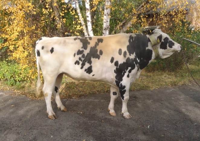 СЛОВАРЬ 534705110 ET НСГФ-10